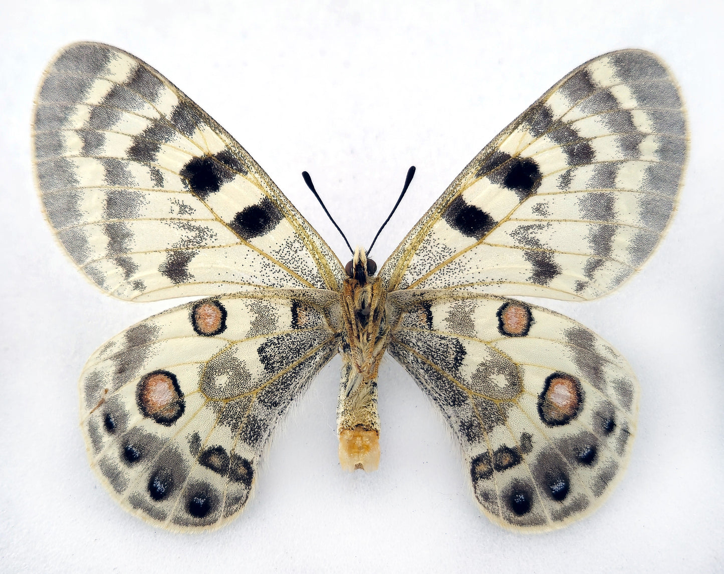 Parnassius inopinatus inopinatus ♀ (Afghanistan)