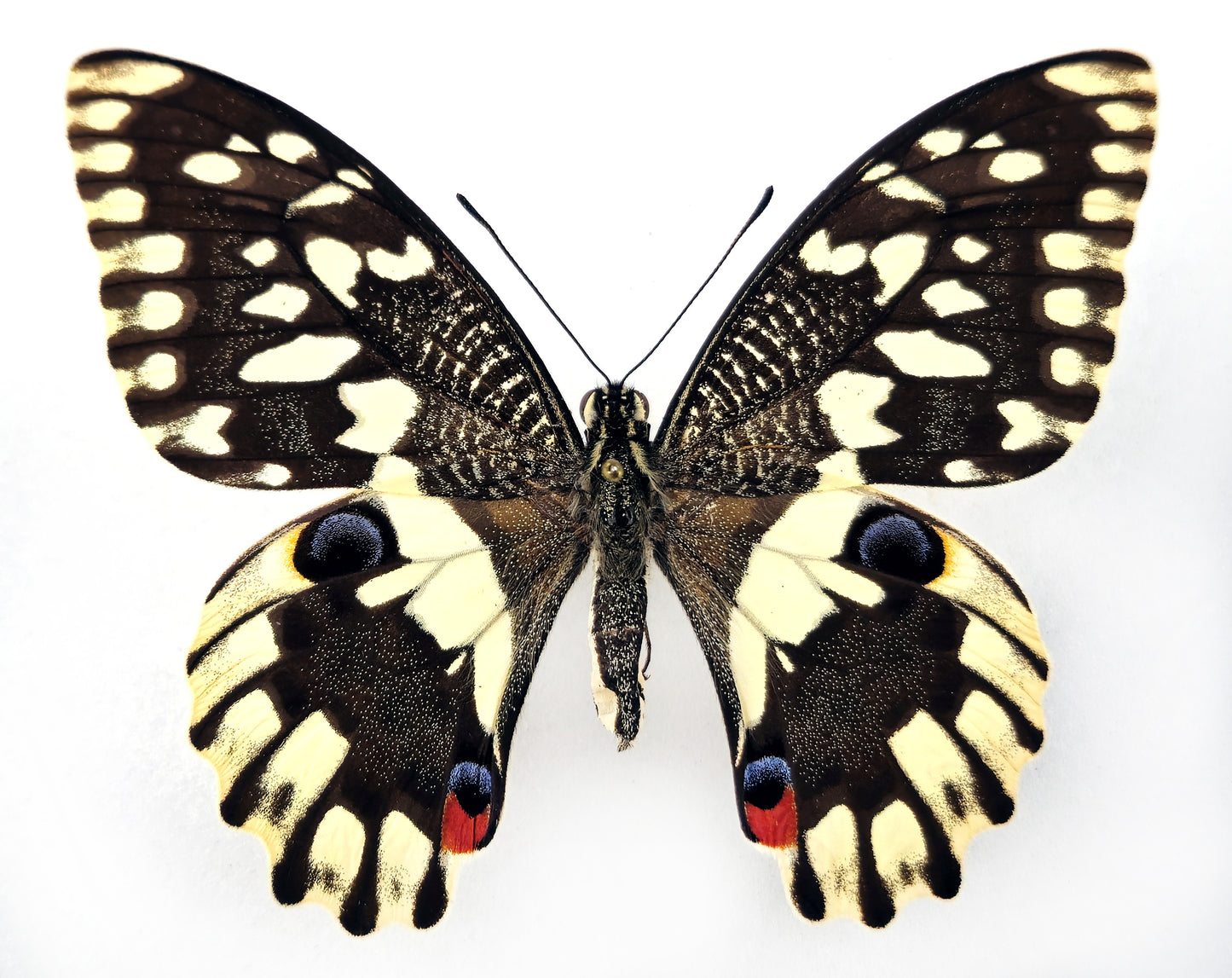 Papilio demoleus ♀ (Mindoro) aberration!