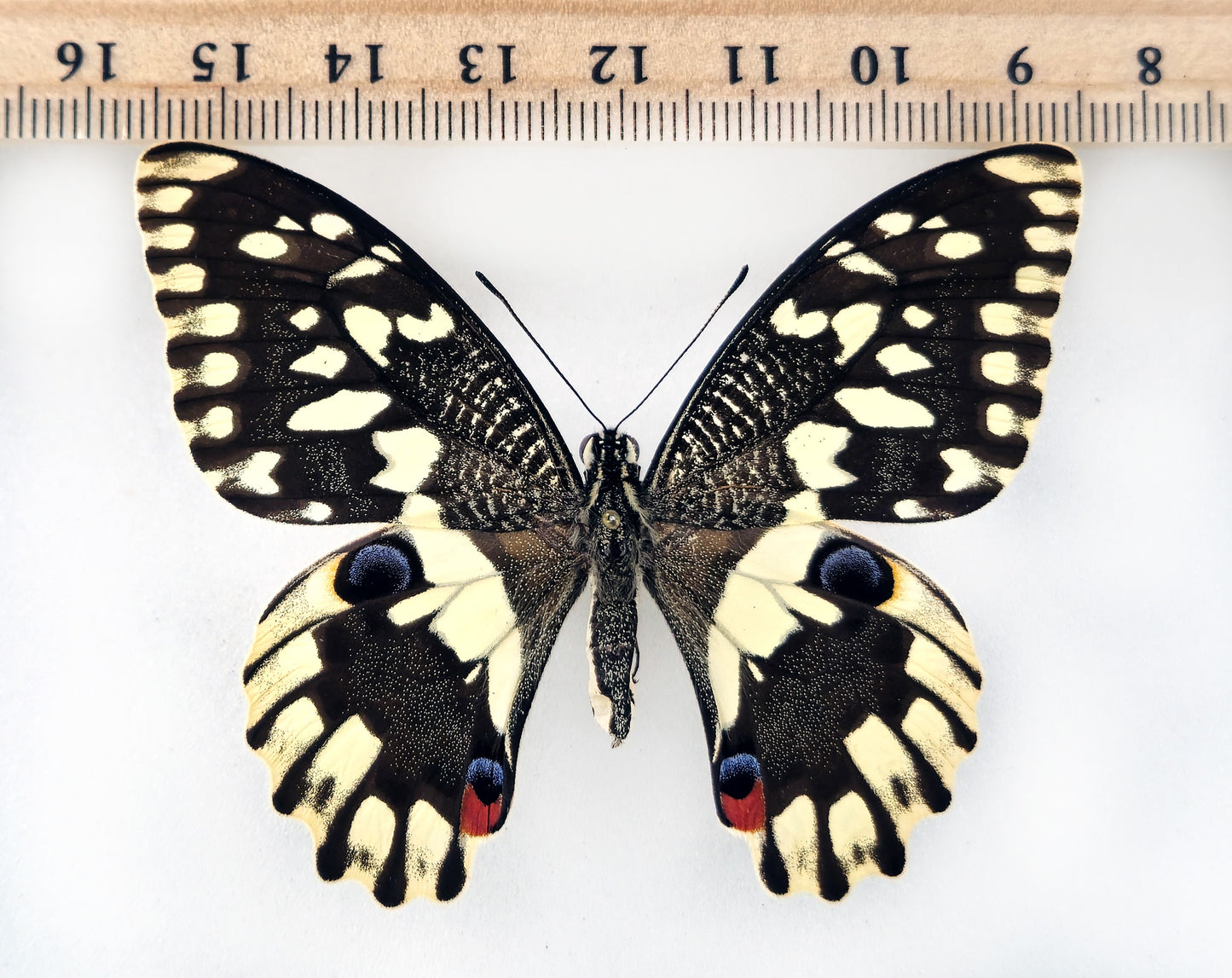 Papilio demoleus ♀ (Mindoro) aberration!