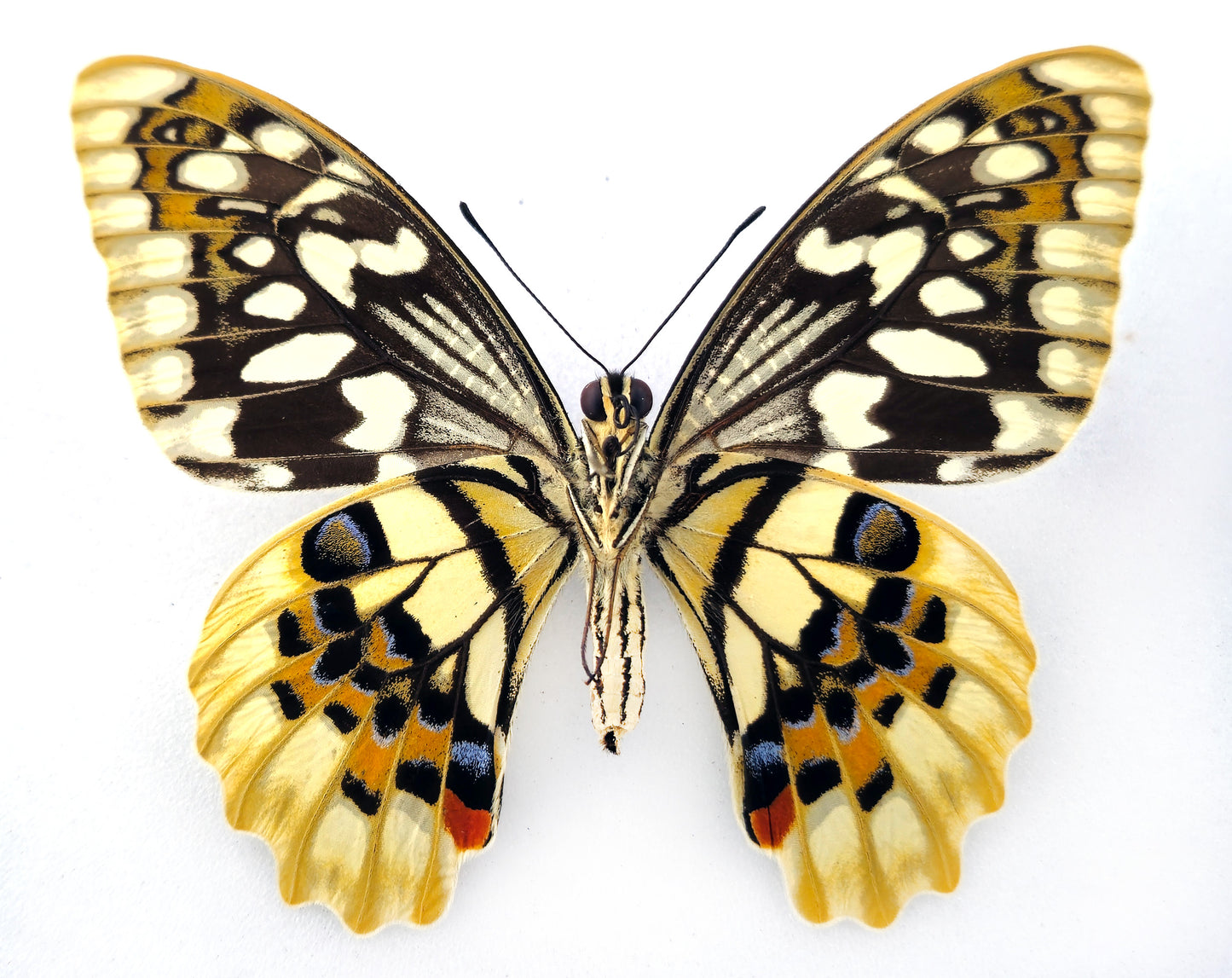 Papilio demoleus ♀ (Mindoro) aberration!
