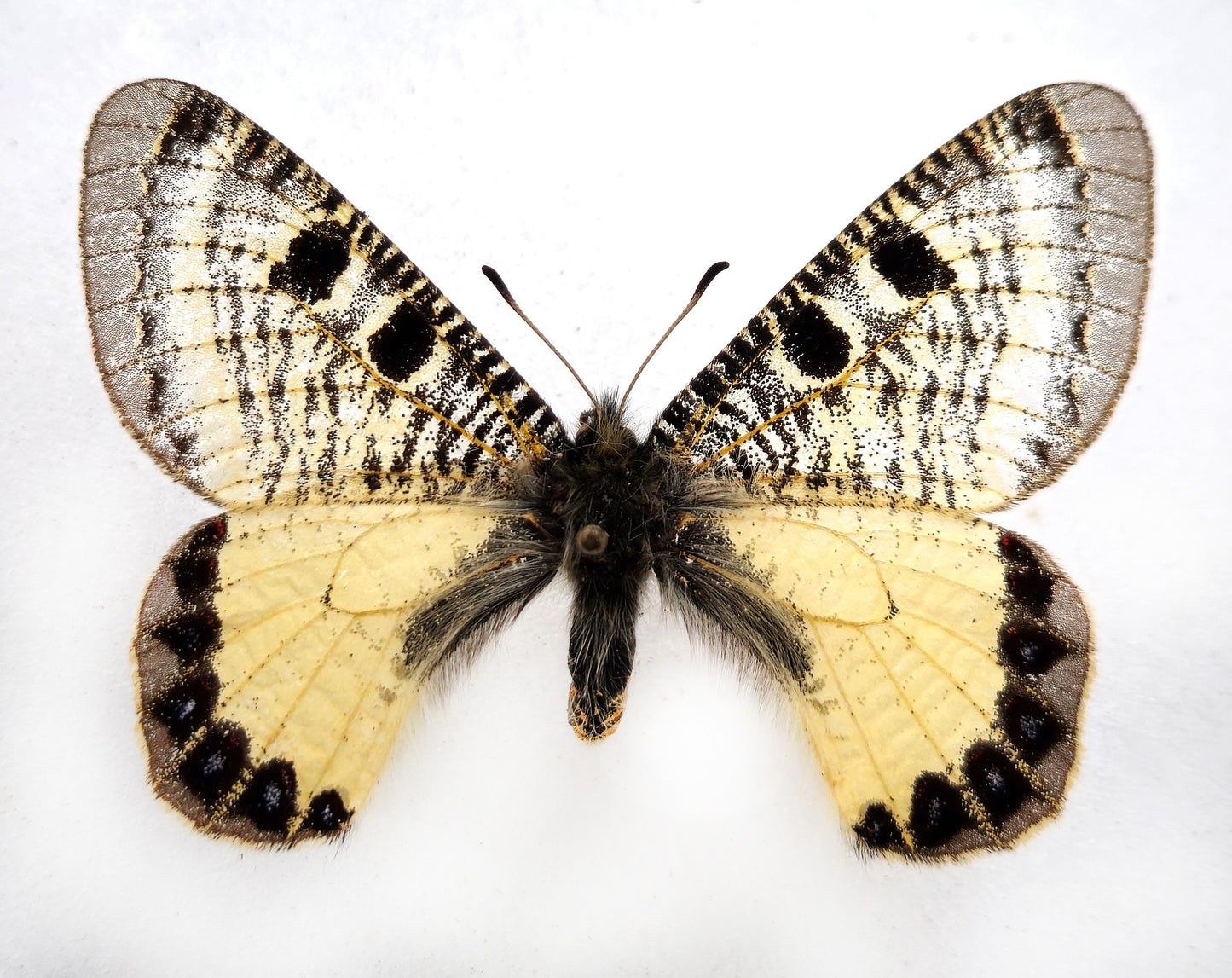 Archon nekodemusi PARATYPE ♂ (Türkiye) extinct!