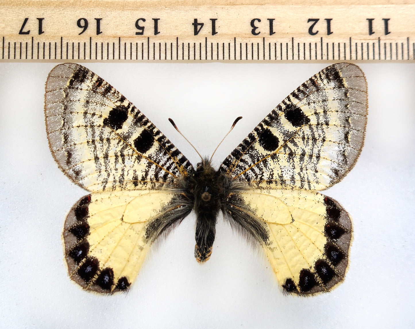 Archon nekodemusi PARATYPE ♂ (Türkiye) extinct!