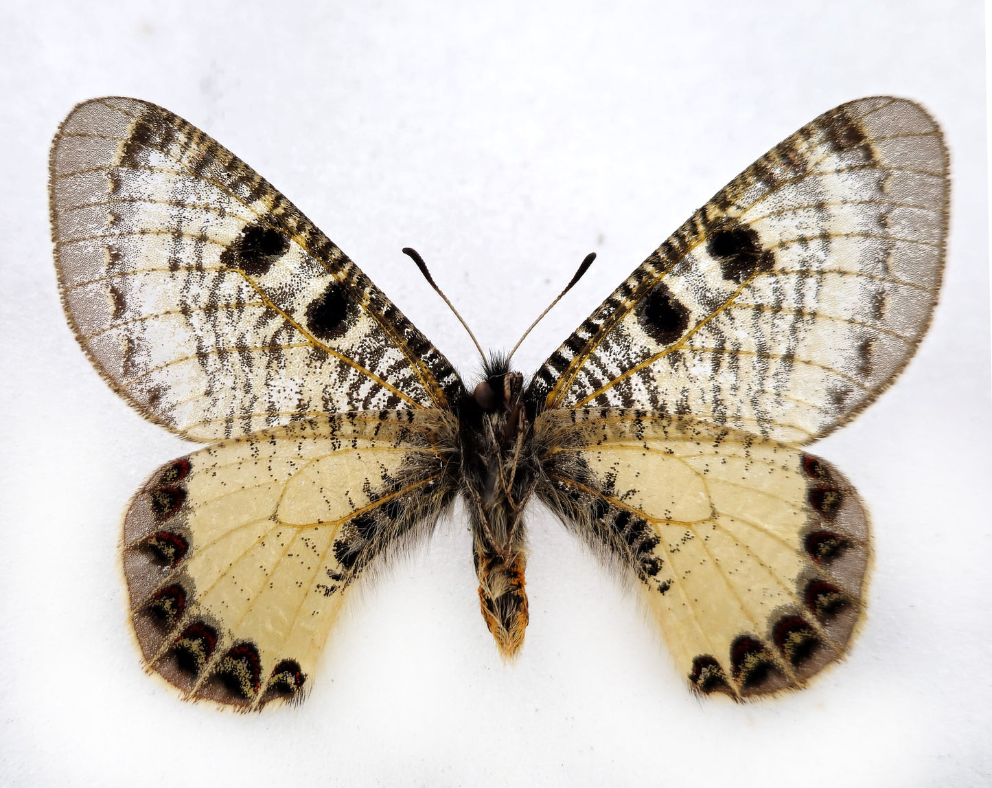 Archon nekodemusi PARATYPE ♂ (Türkiye) extinct!