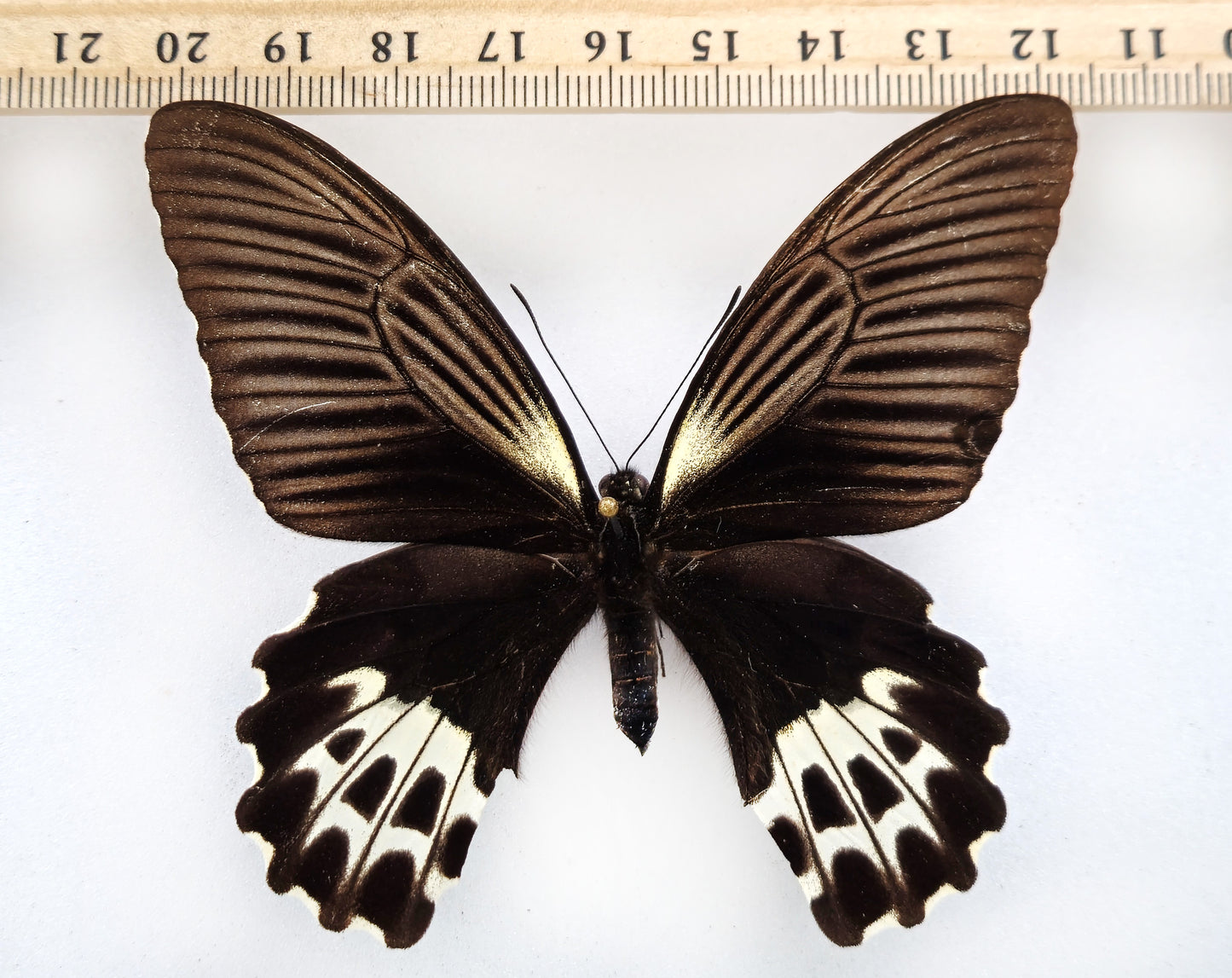 Papilio forbesi ♀ (West Sumatra)