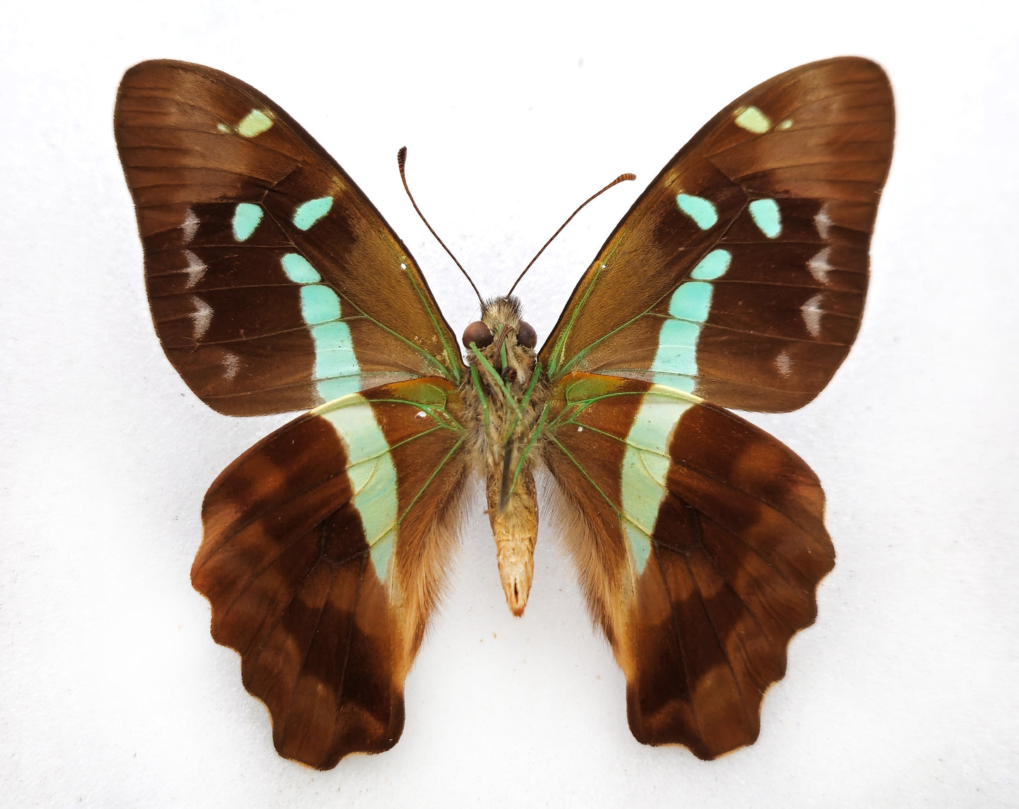 Graphium gelon ♂ (New Caledonia)