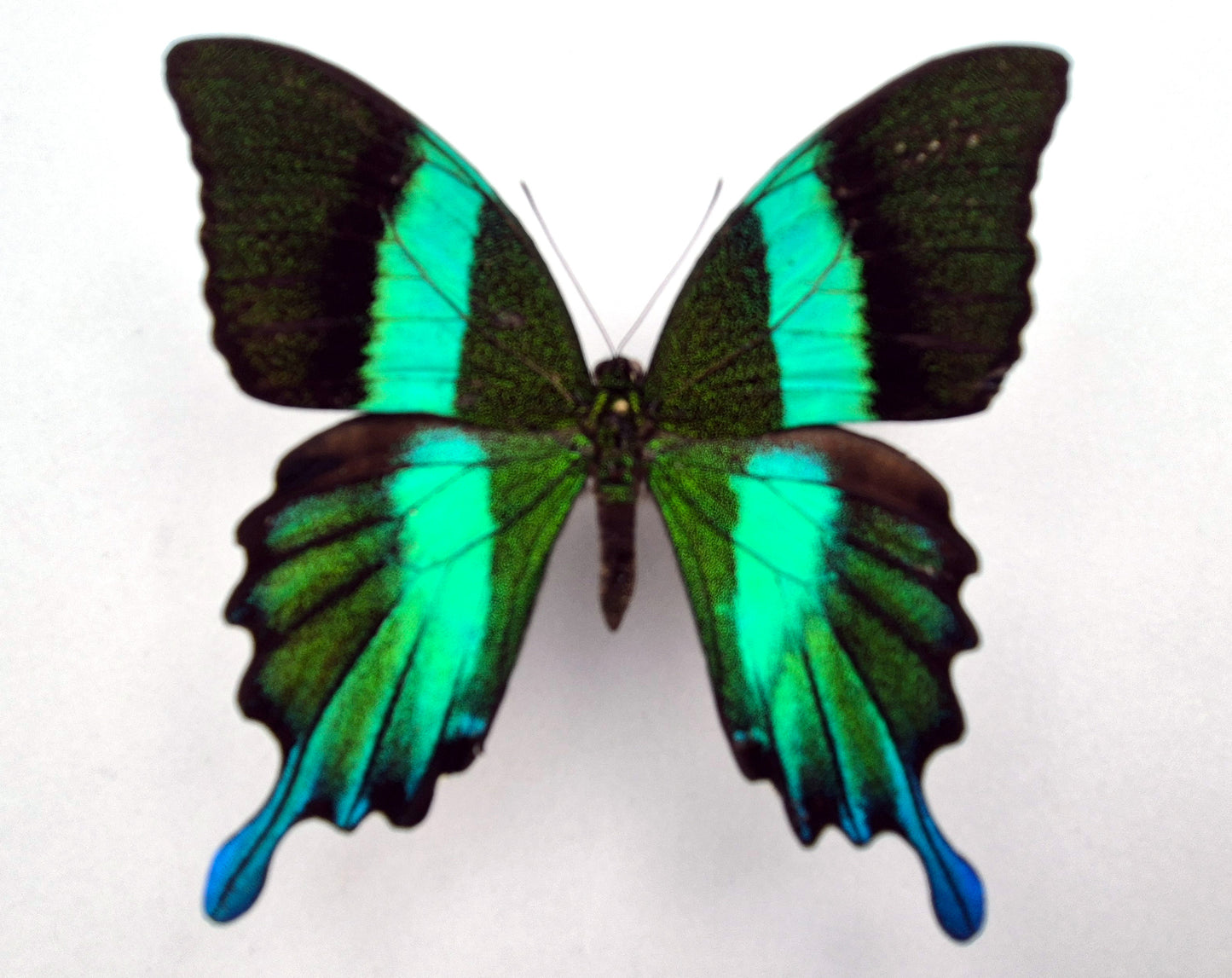 Papilio blumei ♂ (Peru) Extremely rare aberration