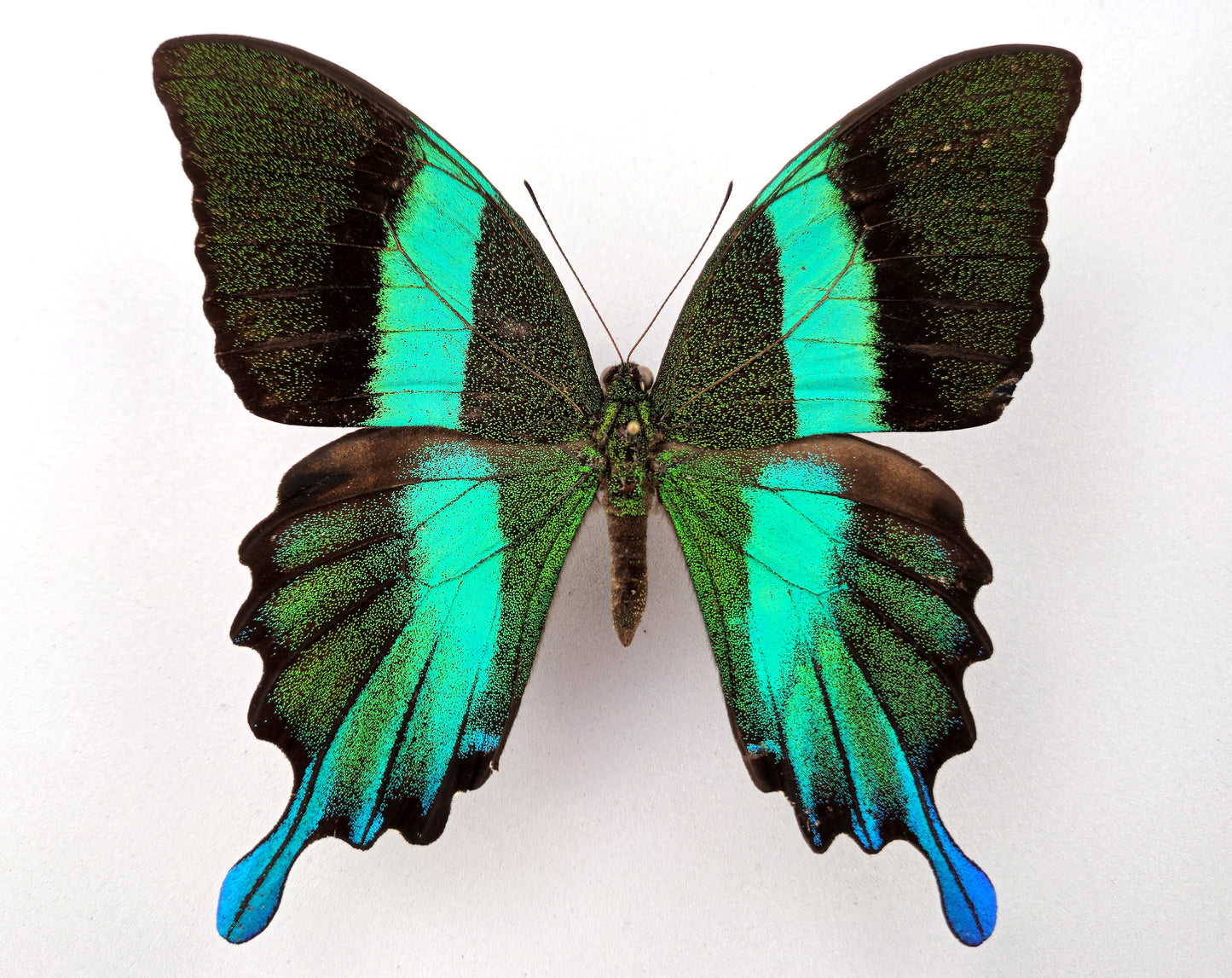 Papilio blumei ♂ (Peru) Extremely rare aberration