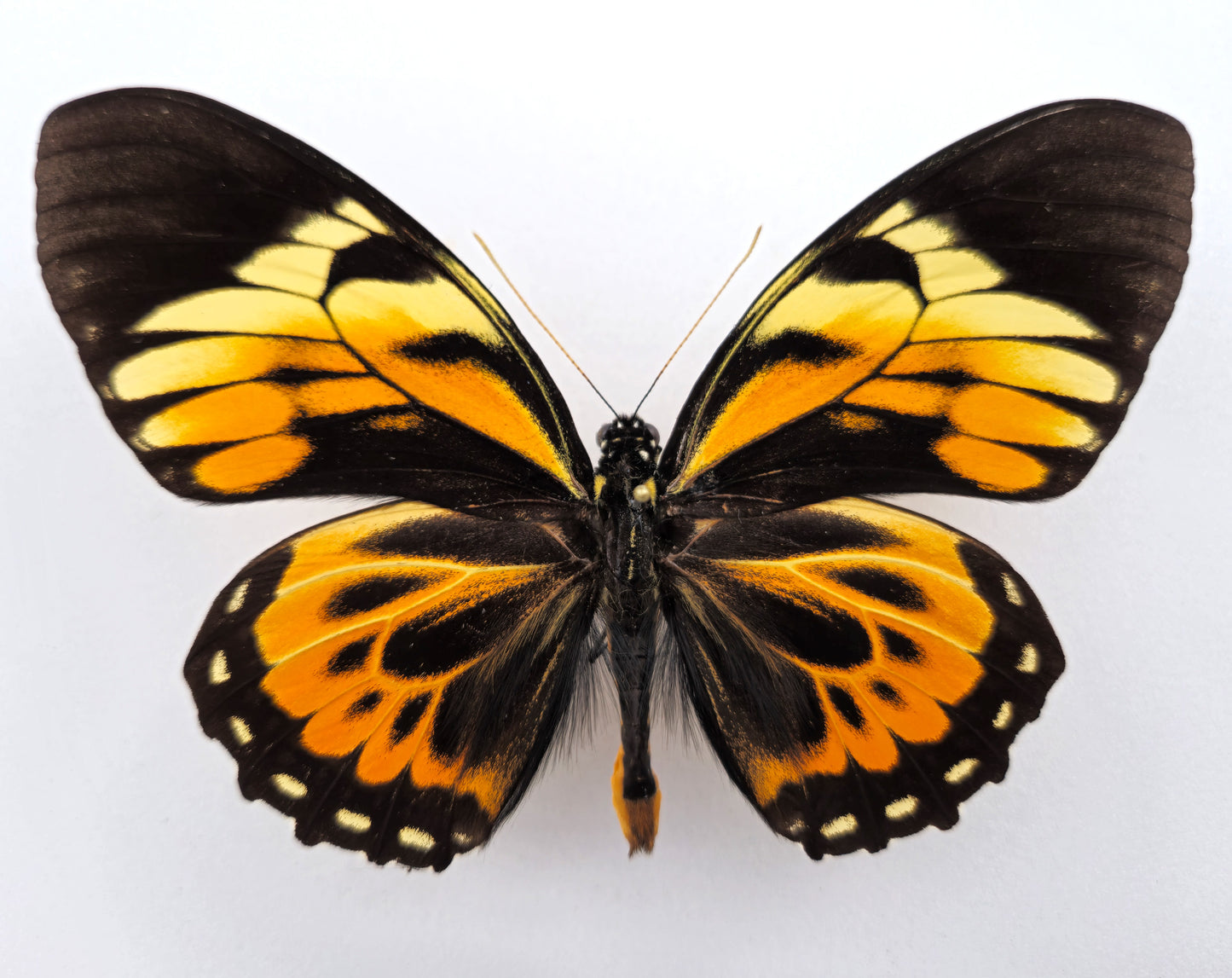 Papilio bachus belsazer ♂ (West Ecuador) Extremely rare