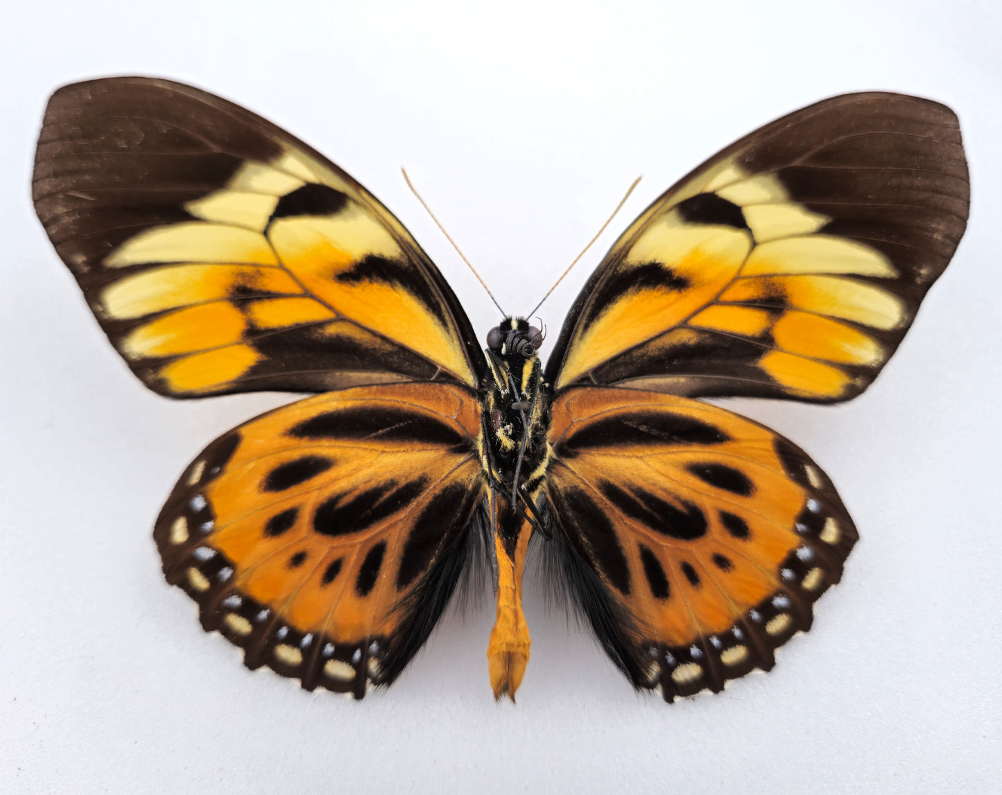 Papilio bachus belsazer ♂ (West Ecuador) Extremely rare