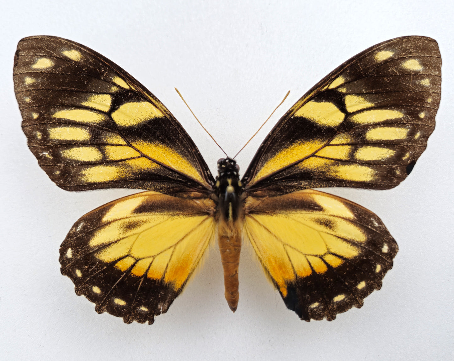 Papilio ascolius rosenbergi ♀ (West Ecuador) Extrem seltene gelbe Form!