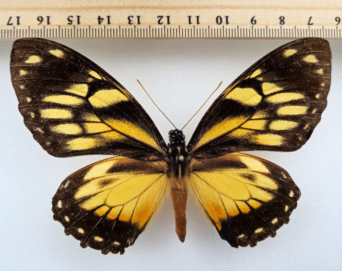 Papilio ascolius rosenbergi ♀ (West Ecuador) Extrem seltene gelbe Form!