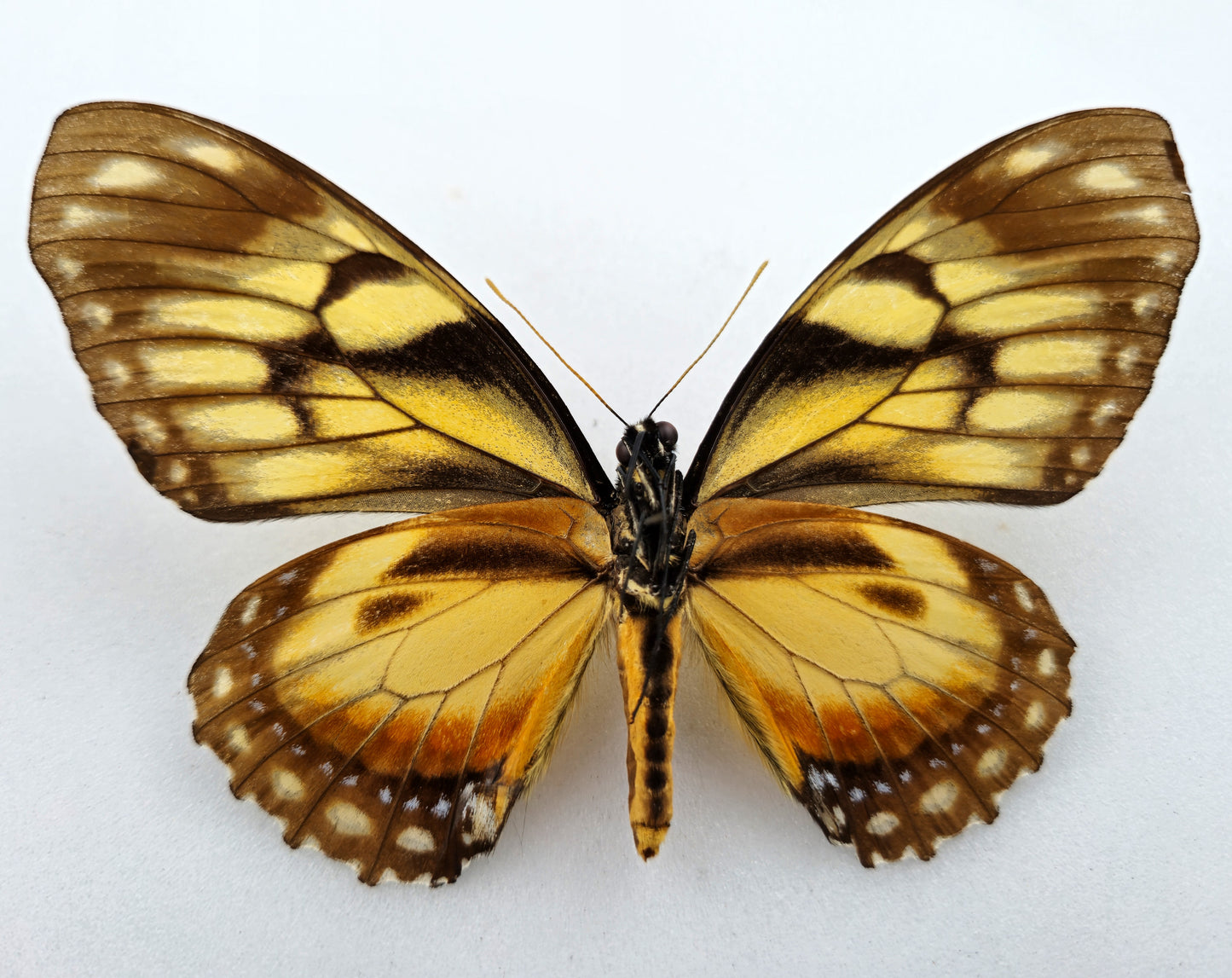 Papilio ascolius rosenbergi ♀ (West Ecuador) Extrem seltene gelbe Form!