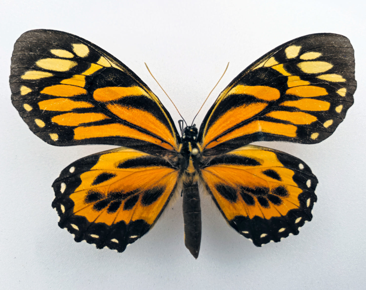 Papilio neyii ♀ (Peru) Rarity!