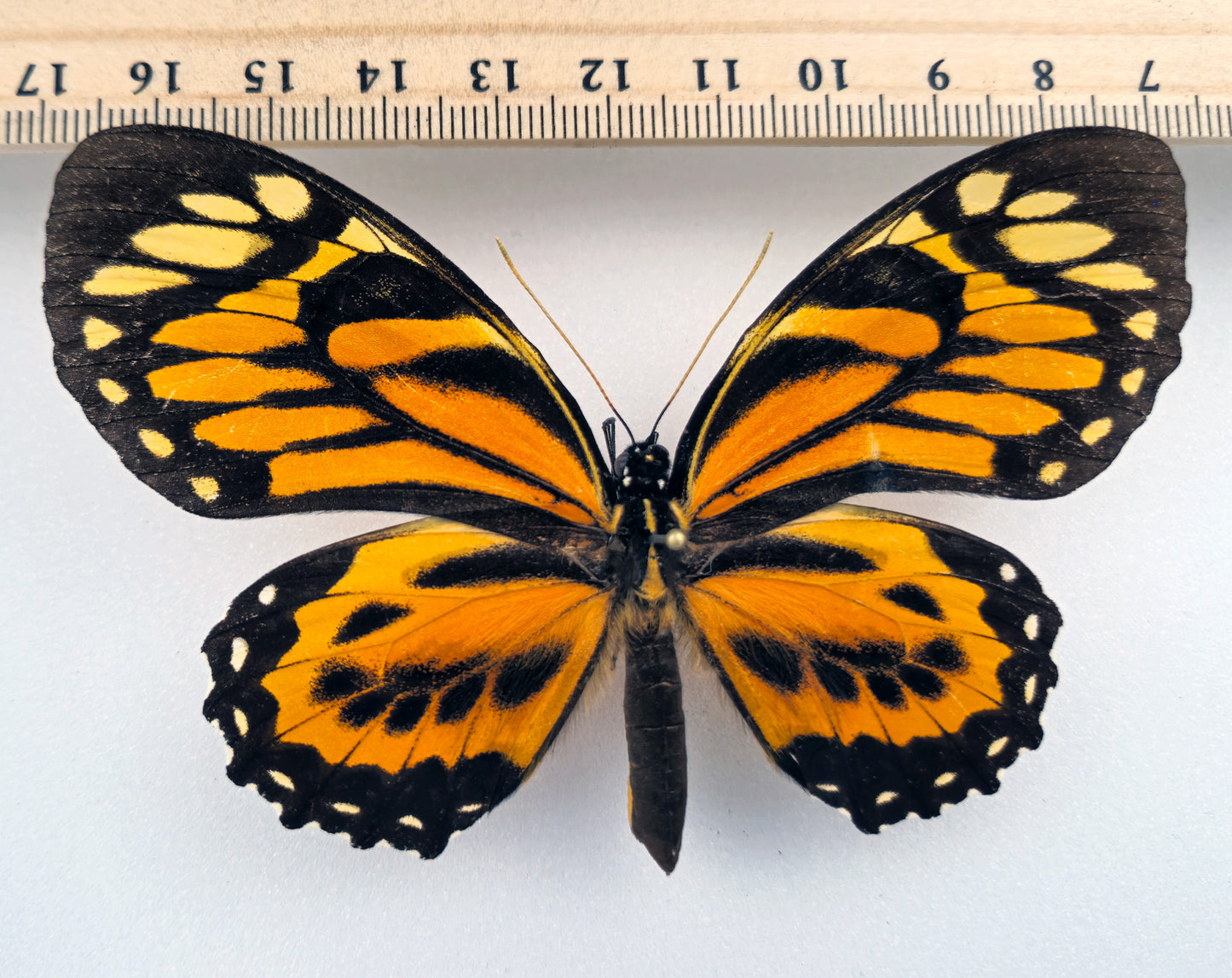 Papilio neyii ♀ (Peru) Rarity!