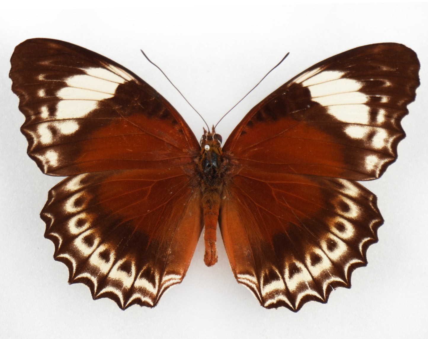 Cethosia cydippe cyrene ♀ (Waigeo)