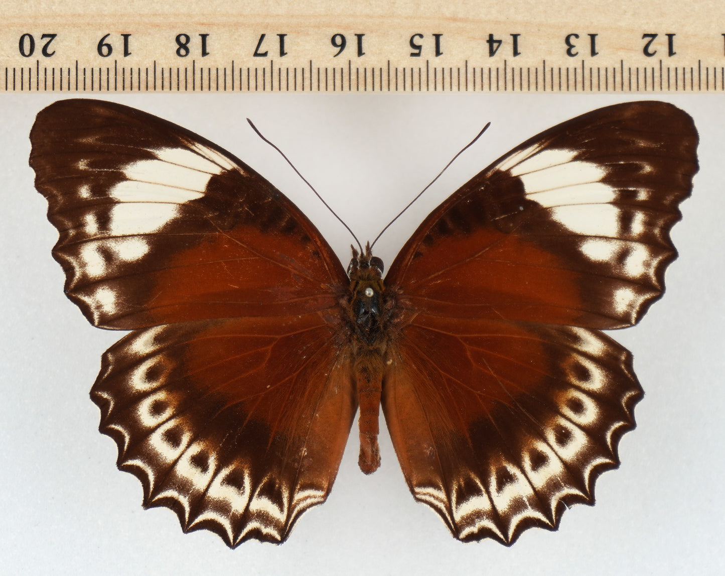 Cethosia cydippe cyrene ♀ (Waigeo)