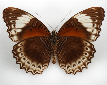 Cethosia cydippe cyrene ♀ (Waigeo)