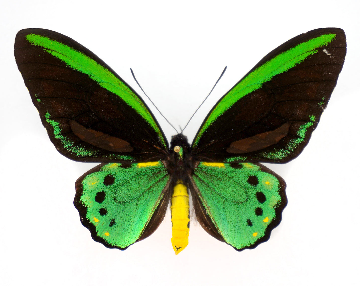 Ornithoptera priamus richmondia ♂ f. (Australia)