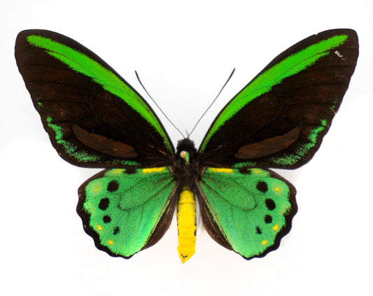 Ornithoptera priamus richmondia ♂ f.