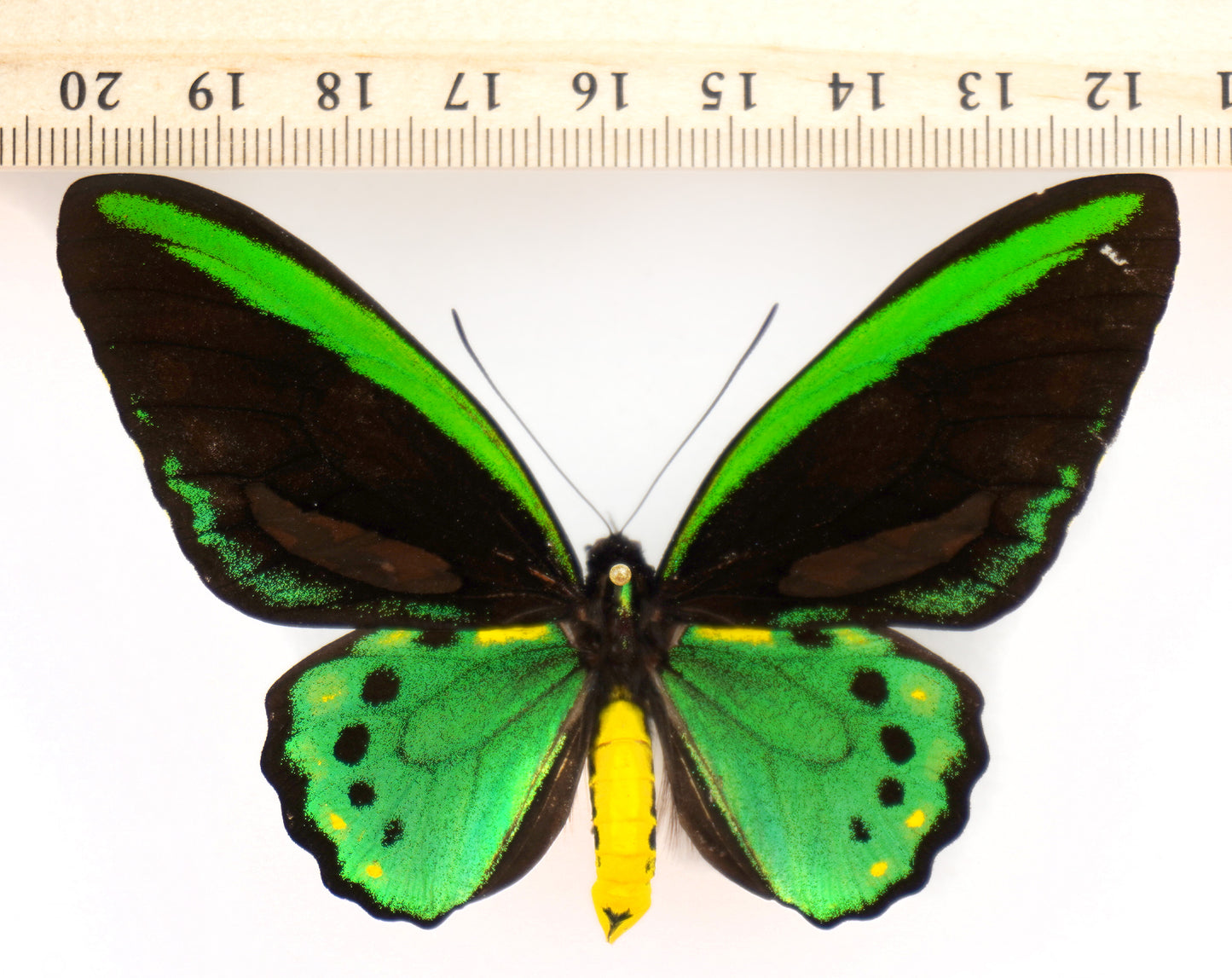 Ornithoptera priamus richmondia ♂ f. (Australia)