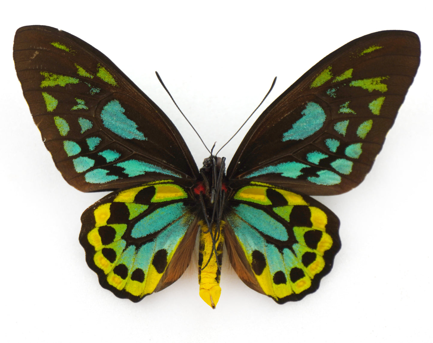 Ornithoptera priamus richmondia ♂ f. (Australia)