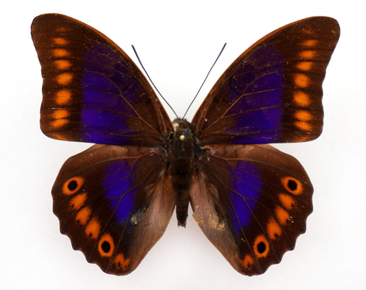 prepona xenagoras ♂ (Bolivia)