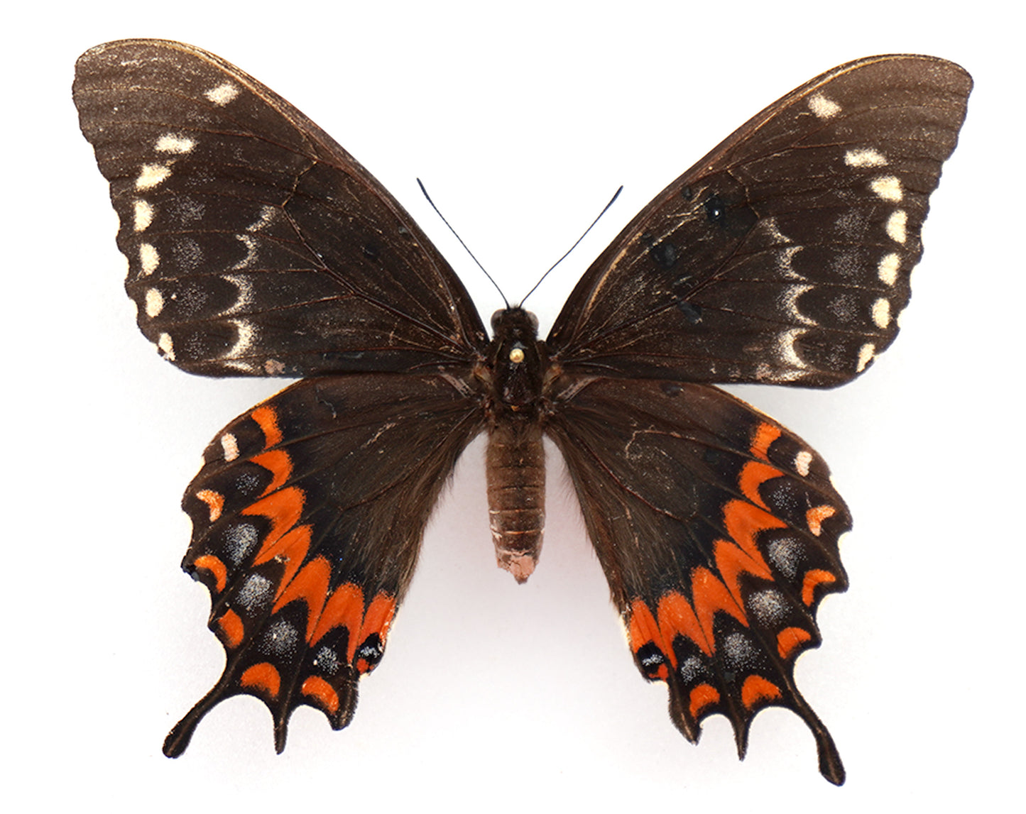 Papilio garamas electryon ♀ f. amerias (El Salvador)