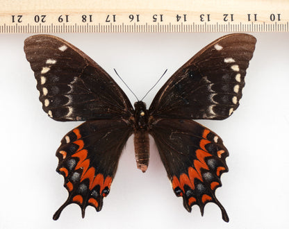 Papilio garamas electryon ♀ f. amerias (El Salvador)