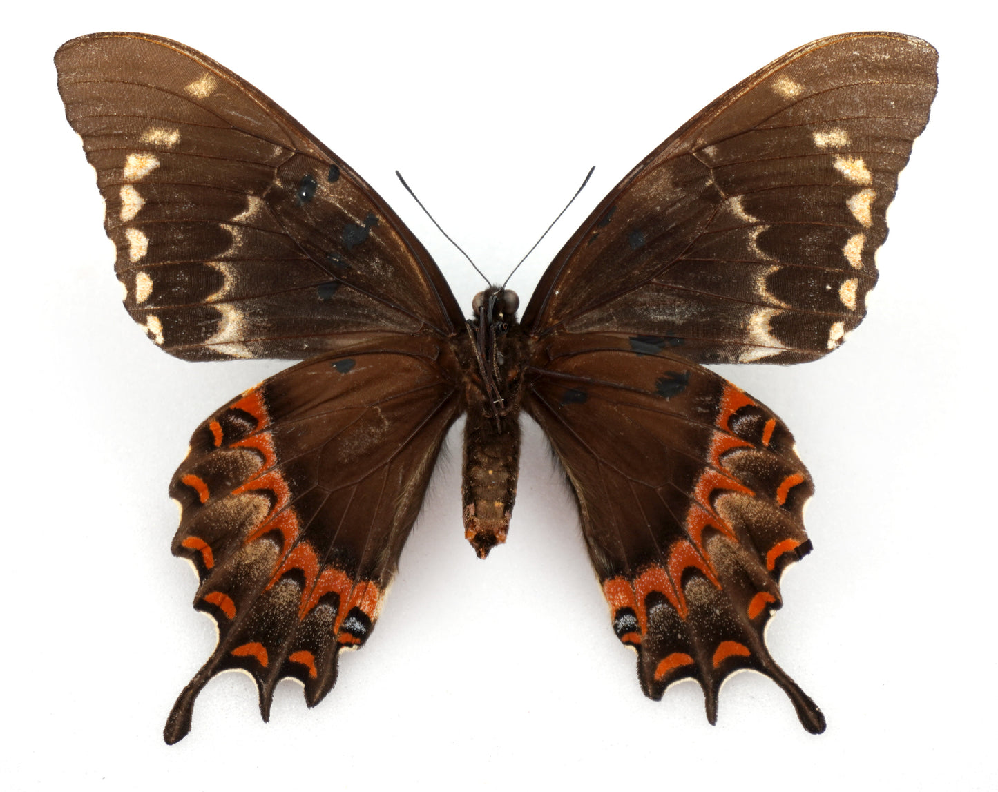 Papilio garamas electryon ♀ f. amerias (El Salvador)