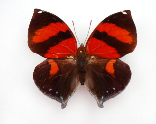 Siderone galanthis thebais ♂ (Peru)