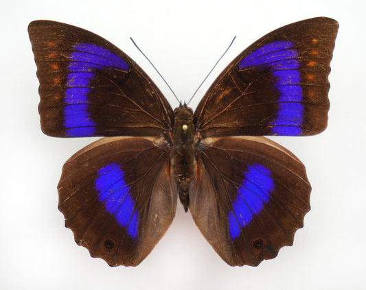 Prepona werneri ♀ (Western Ecuador)