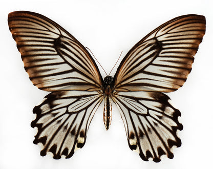 Papilio jordani ♀ f. (Sulawesi)