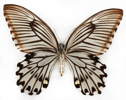 Papilio jordani ♀ f. (Sulawesi)