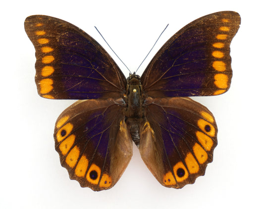 Prepona brooksiana escalantiana ♂ (Mexico)