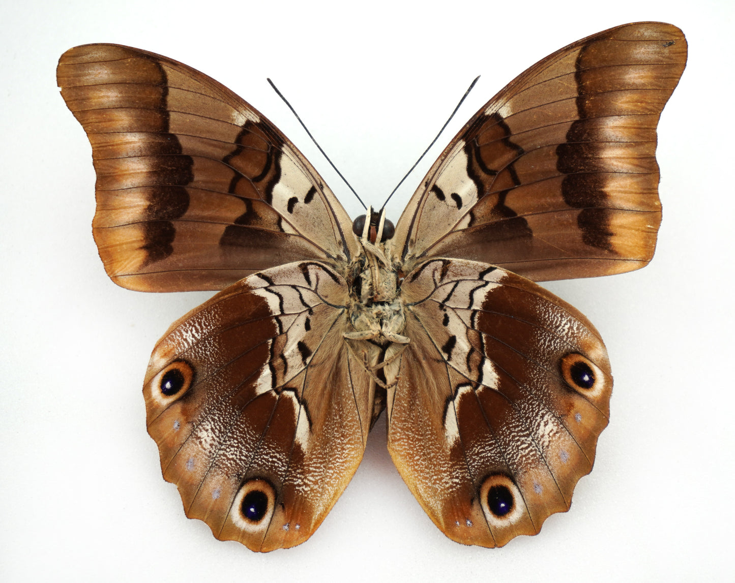 Prepona brooksiana escalantiana ♂ (Mexico)