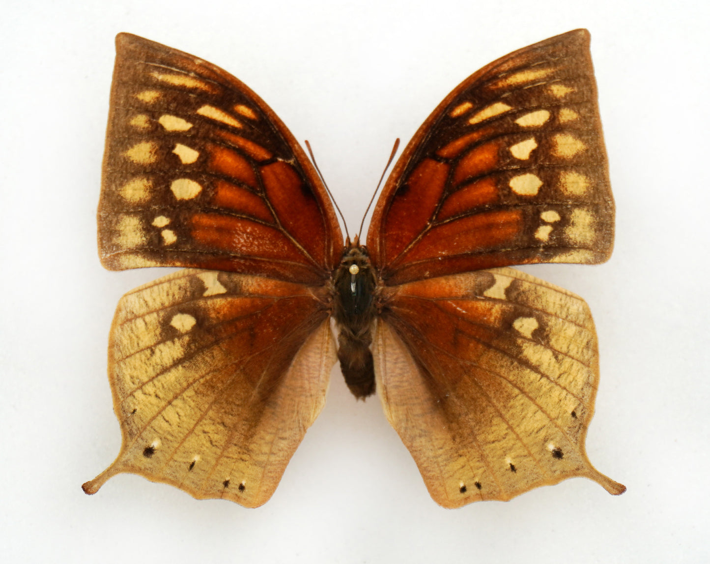 Anaea nobilis ♀ (El Salvador)