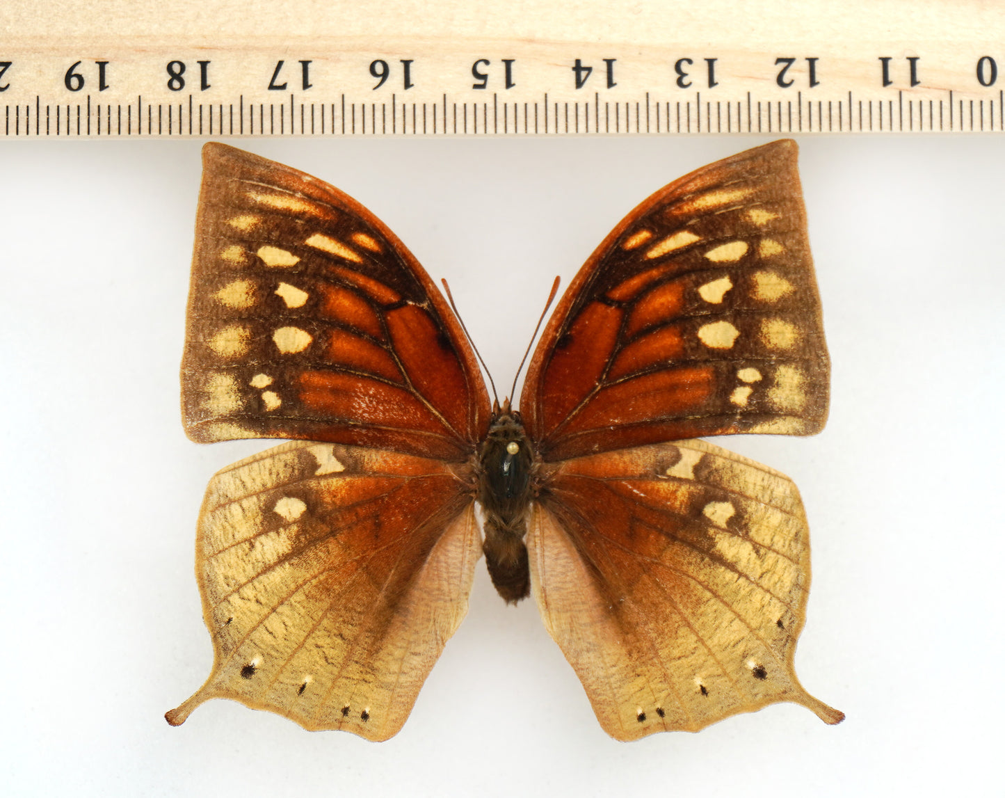 Anaea nobilis ♀ (El Salvador)