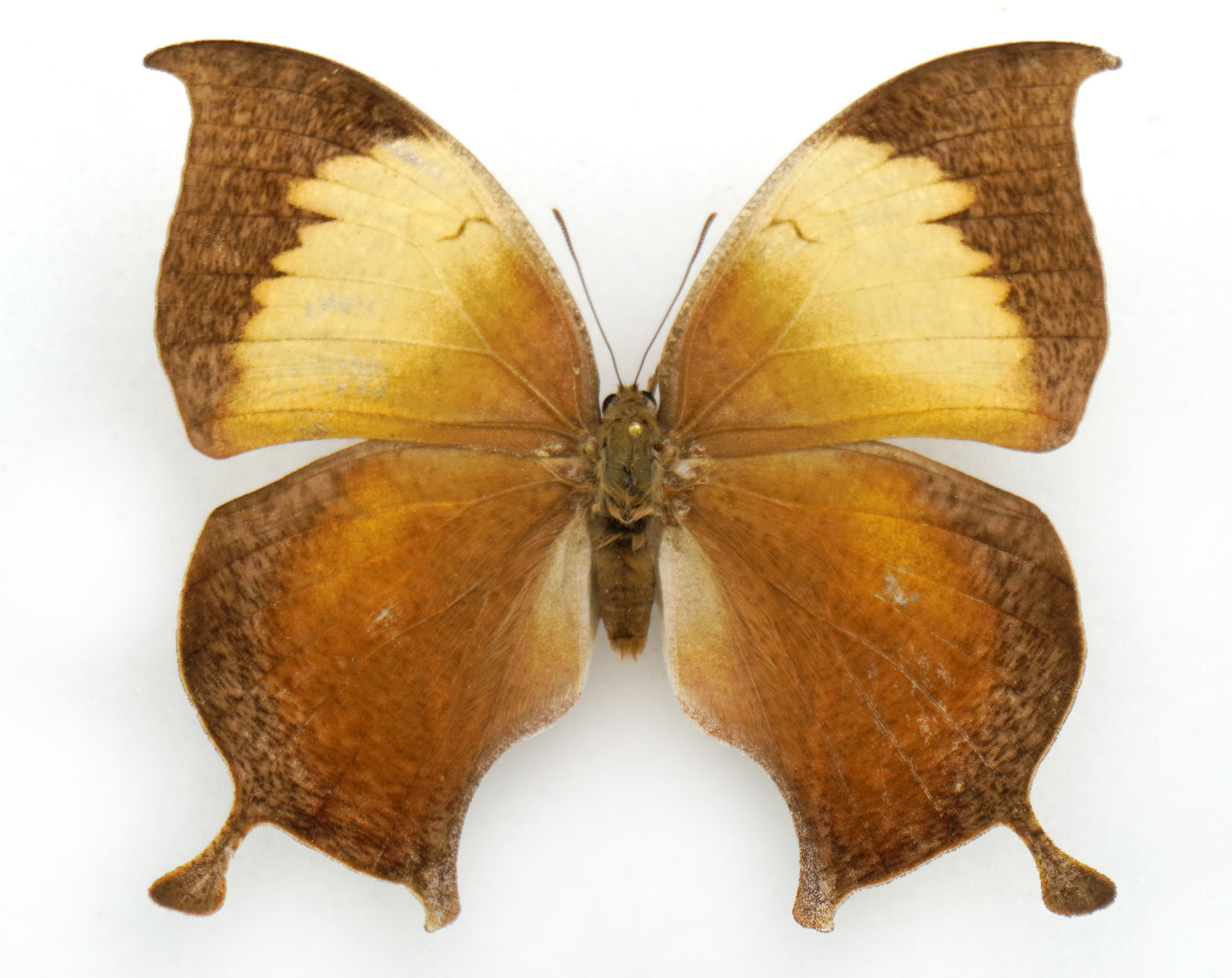 Consul electra ♀ (El Salvador)