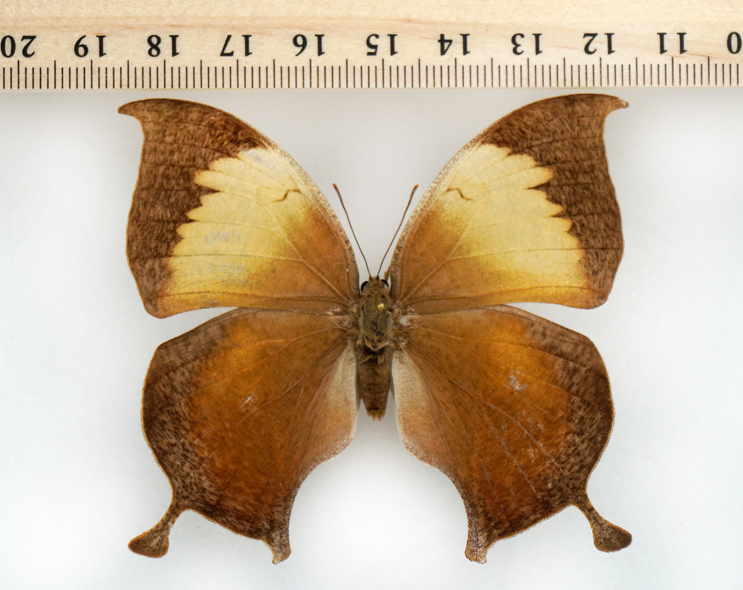 Consul electra ♀ (El Salvador)