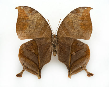 Consul electra ♀ (El Salvador)