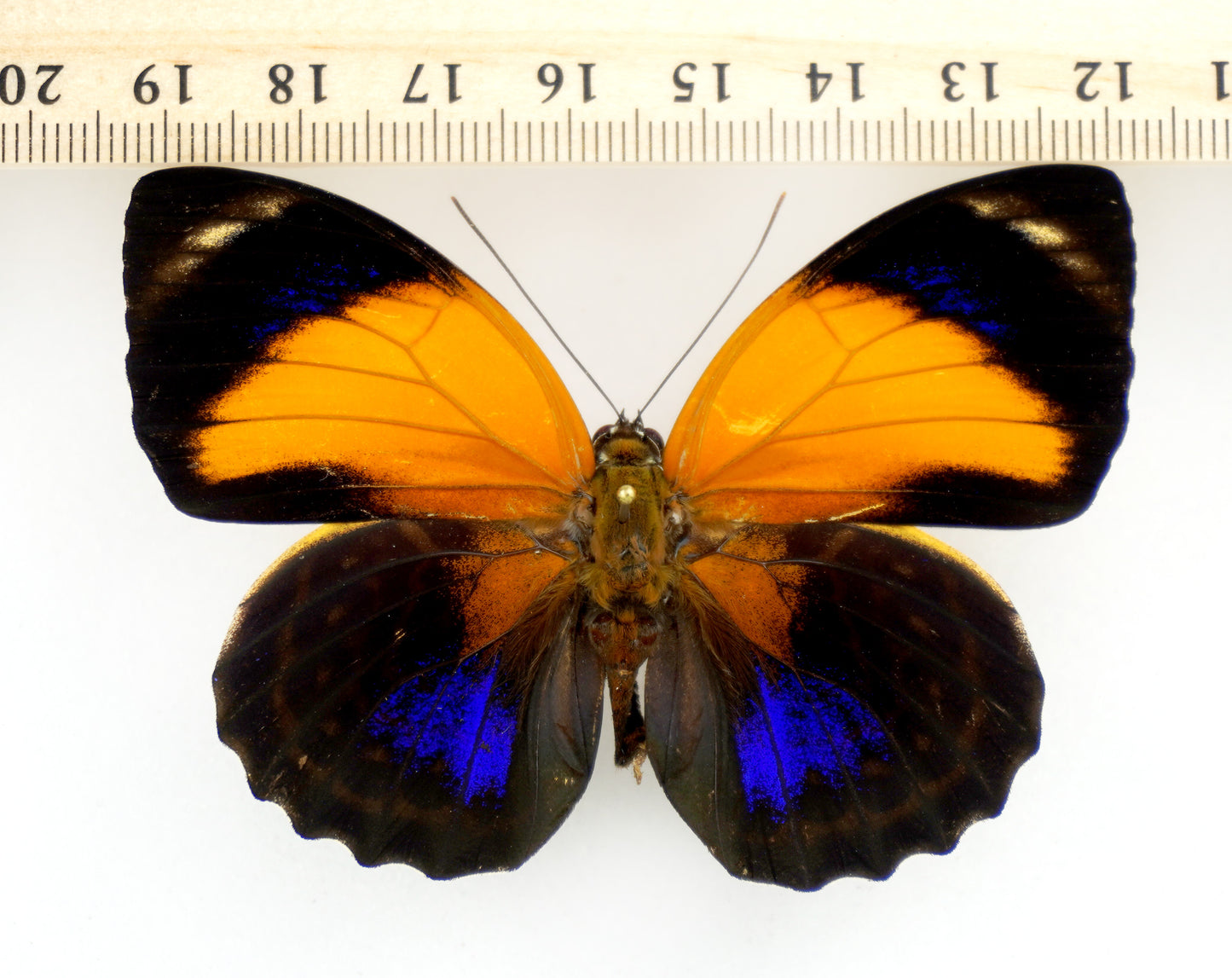 Agrias pericles mauensis ♀ f. mediatrix (Brazil)