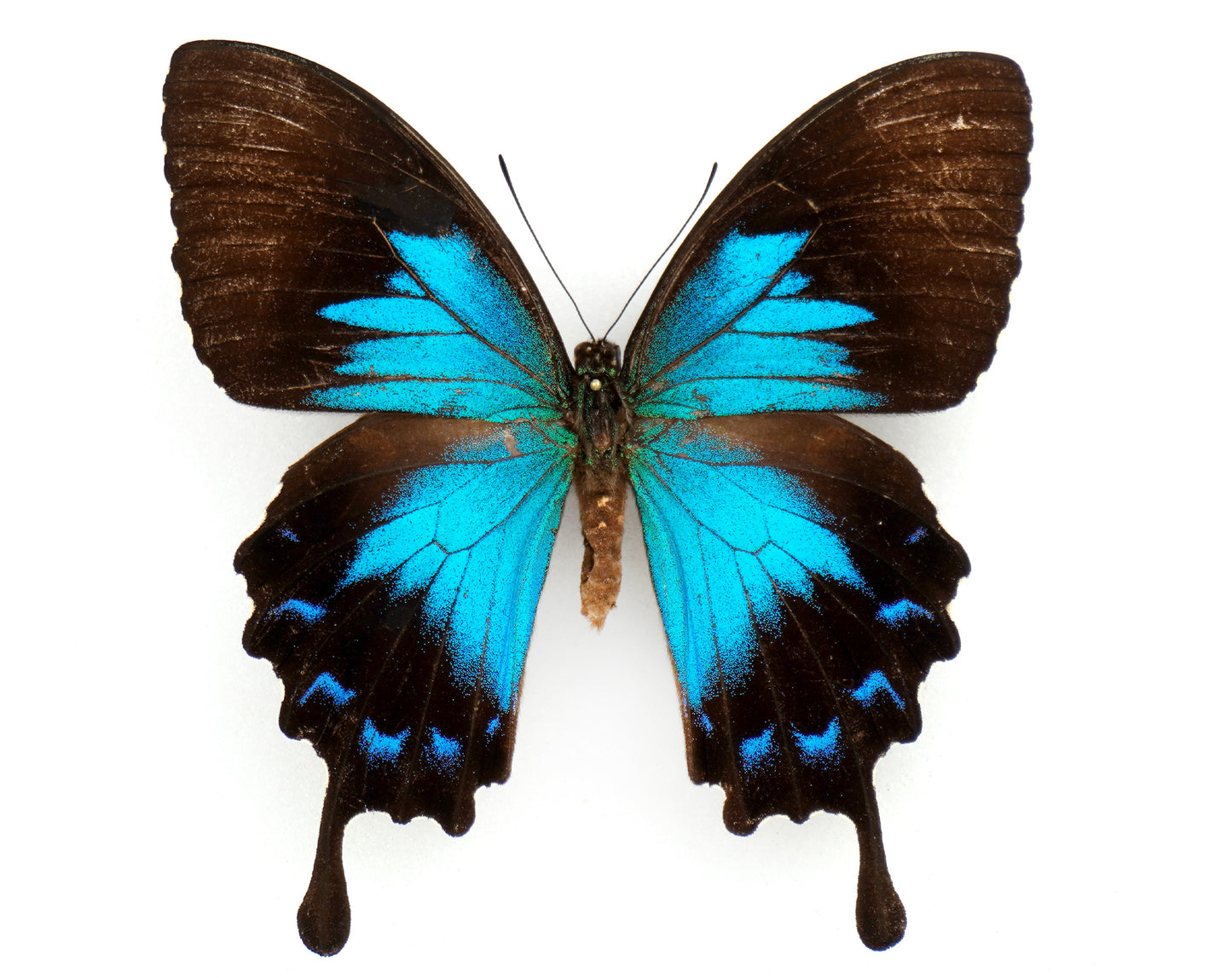 Papilio ulysses morotaicus ♀ (Morotai)