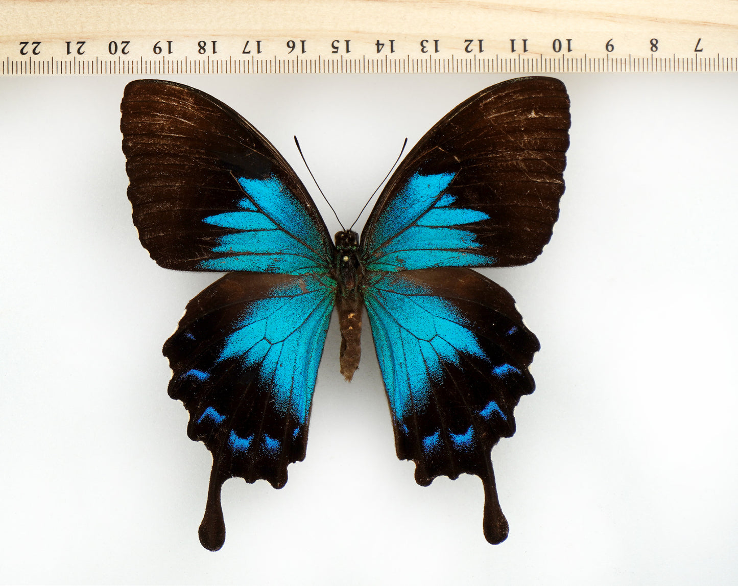 Papilio ulysses morotaicus ♀ (Morotai)