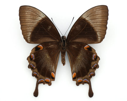 Papilio ulysses morotaicus ♀ (Morotai)