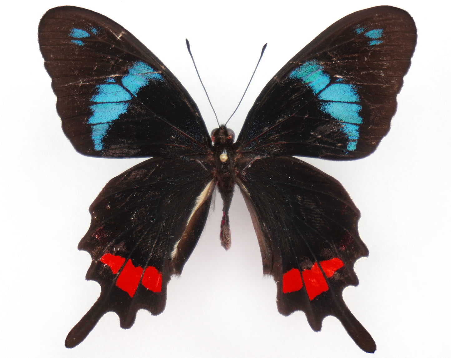 Parides gundlachianus ♂ (Cuba)