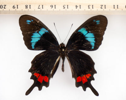 Parides gundlachianus ♂ (Cuba)