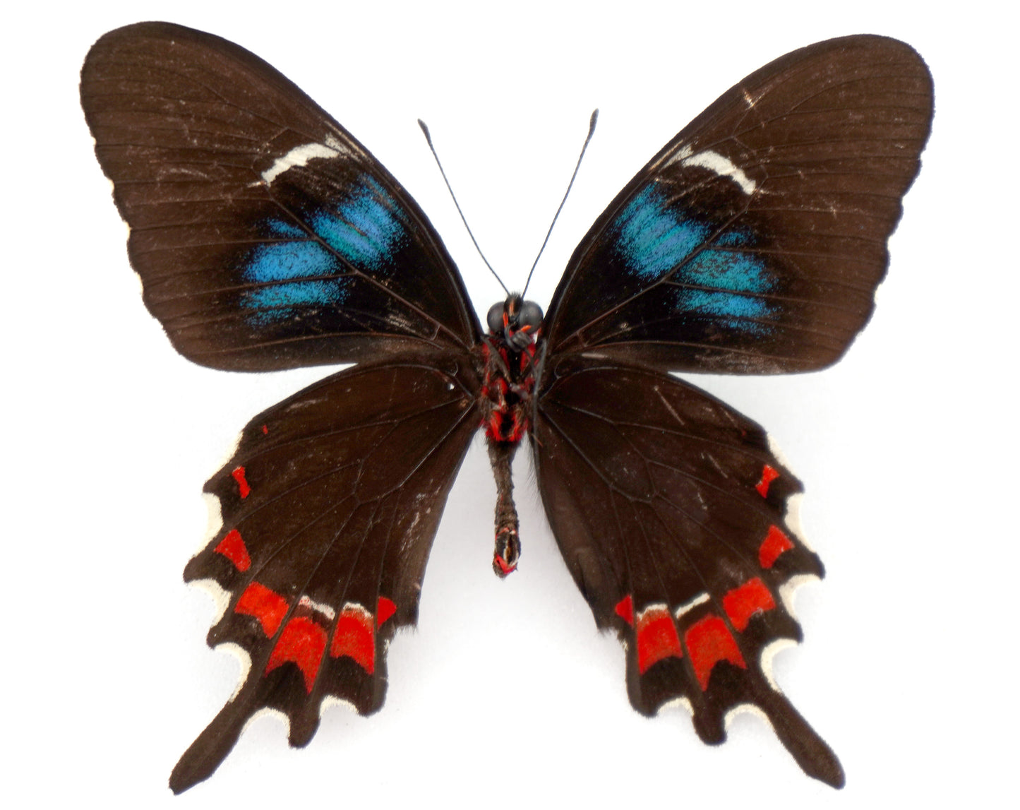 Parides gundlachianus ♂ (Cuba)