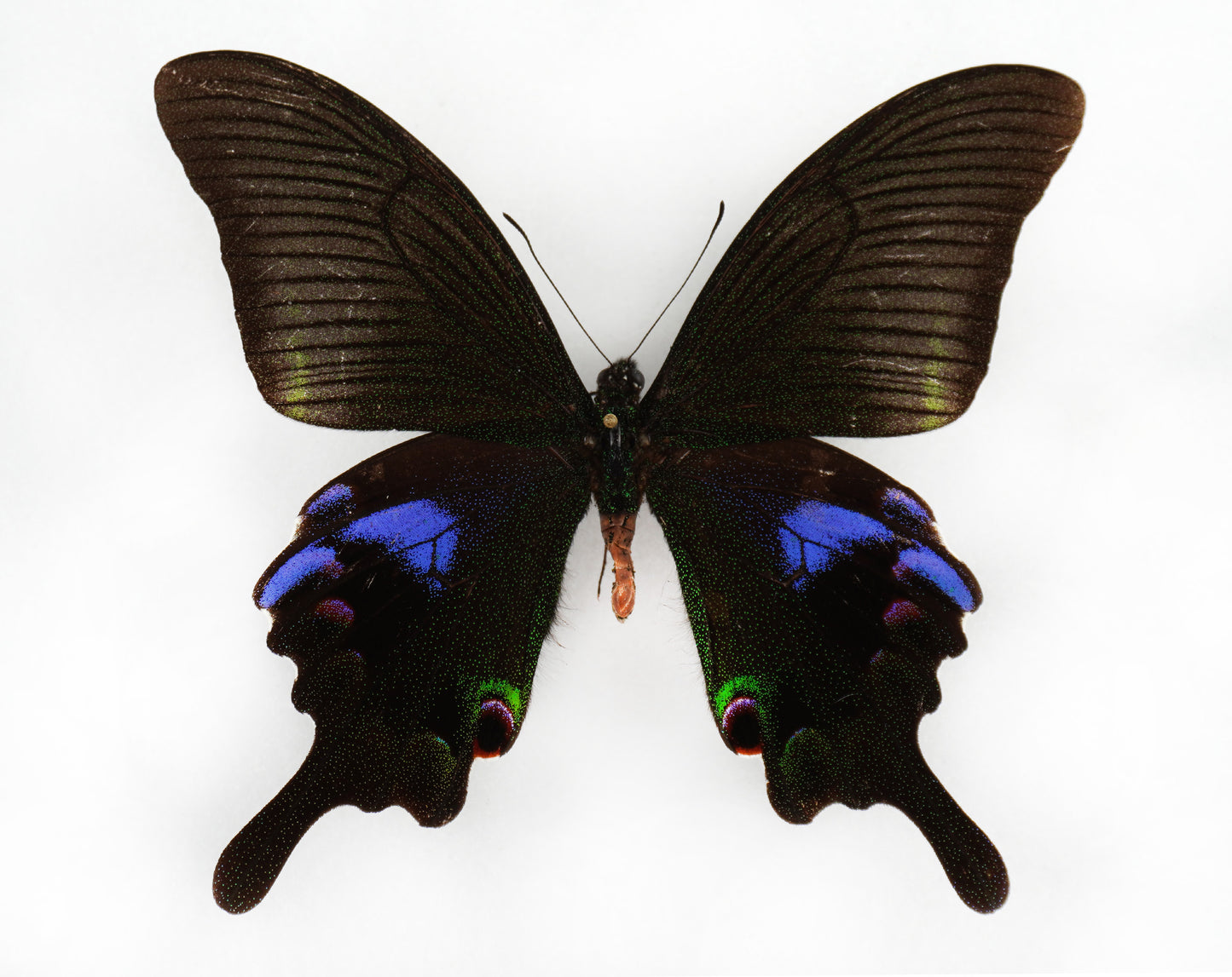 Papilio arcturus ♂ (China)