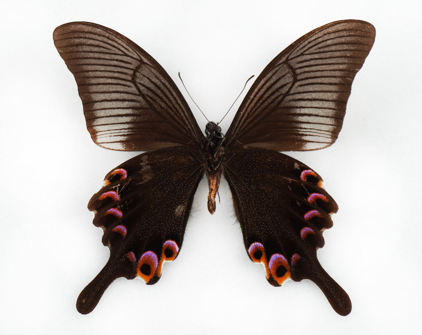 Papilio arcturus ♂ (China)