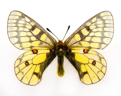 Parnassius eversmanni altaicus ♂ (Altaï)